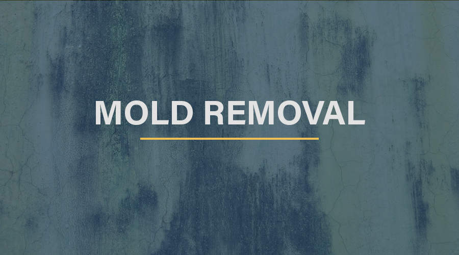 mold removal cta