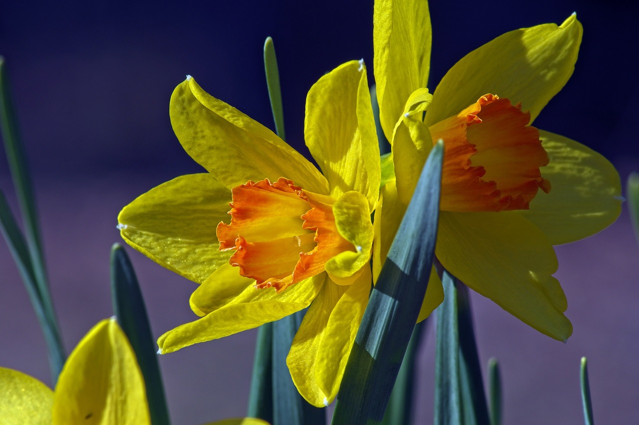 orange and yellow daffodil garden in arkansas