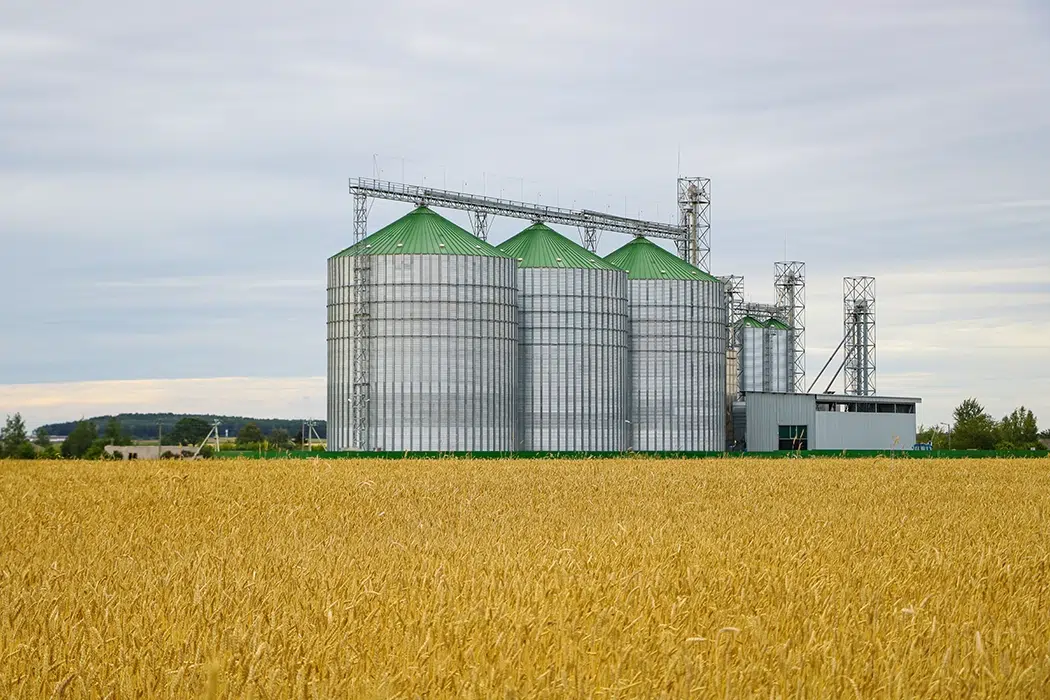 texas wheat field with silos in background texas wheat field with silos in background