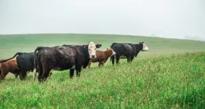 cattle in north carolina field