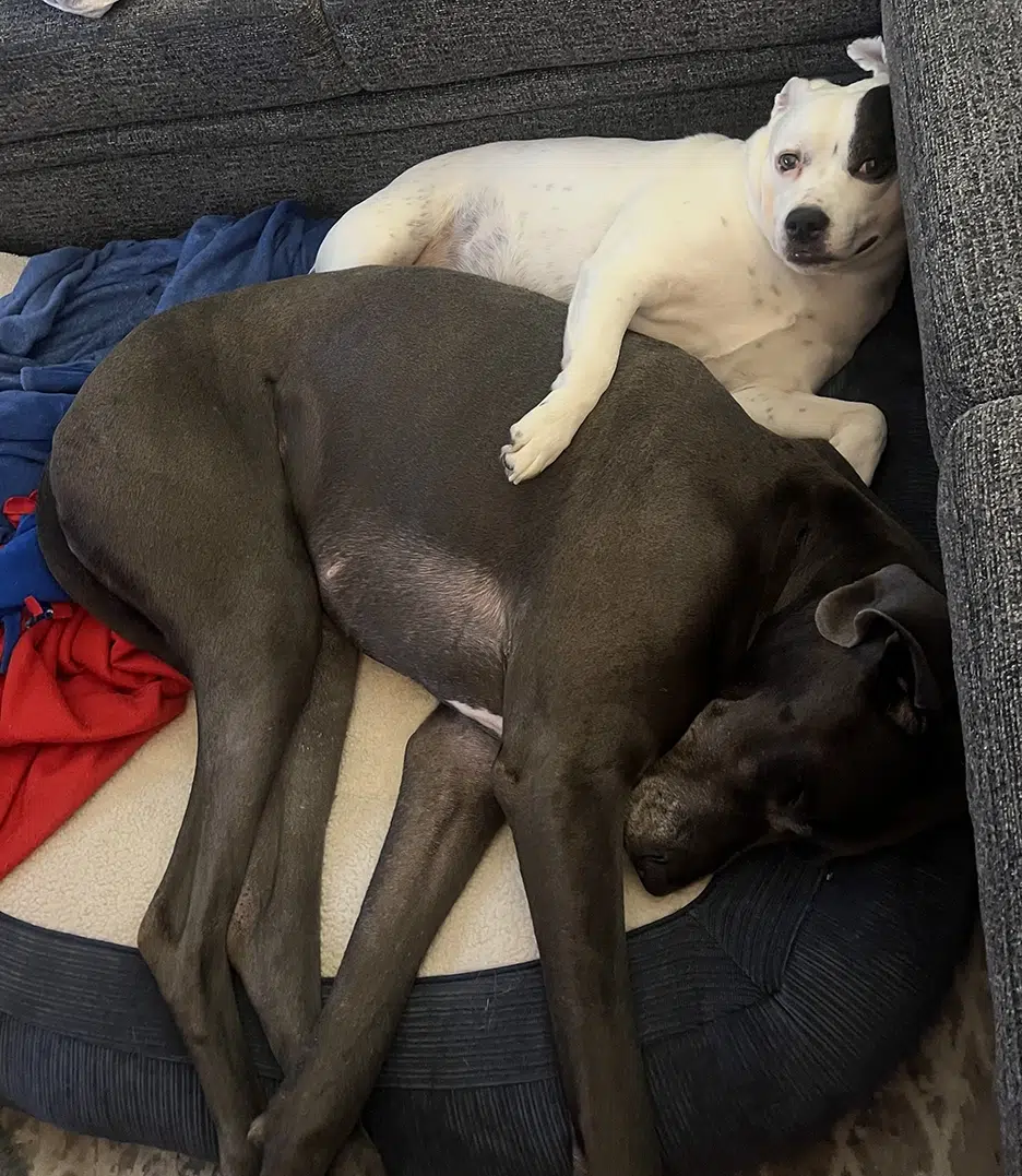 jasons two dogs jasons two dogs