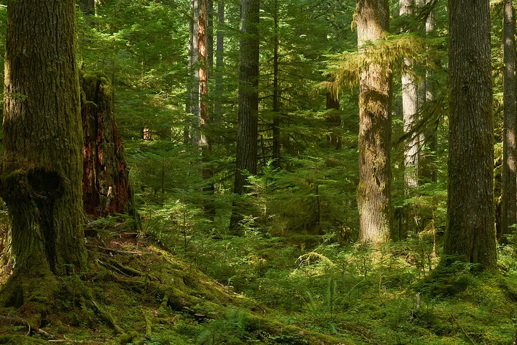 forest in oregon