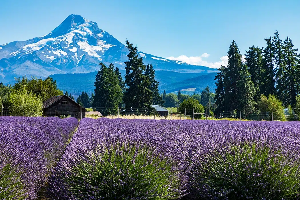 lavender field with mt hood in background in oregon