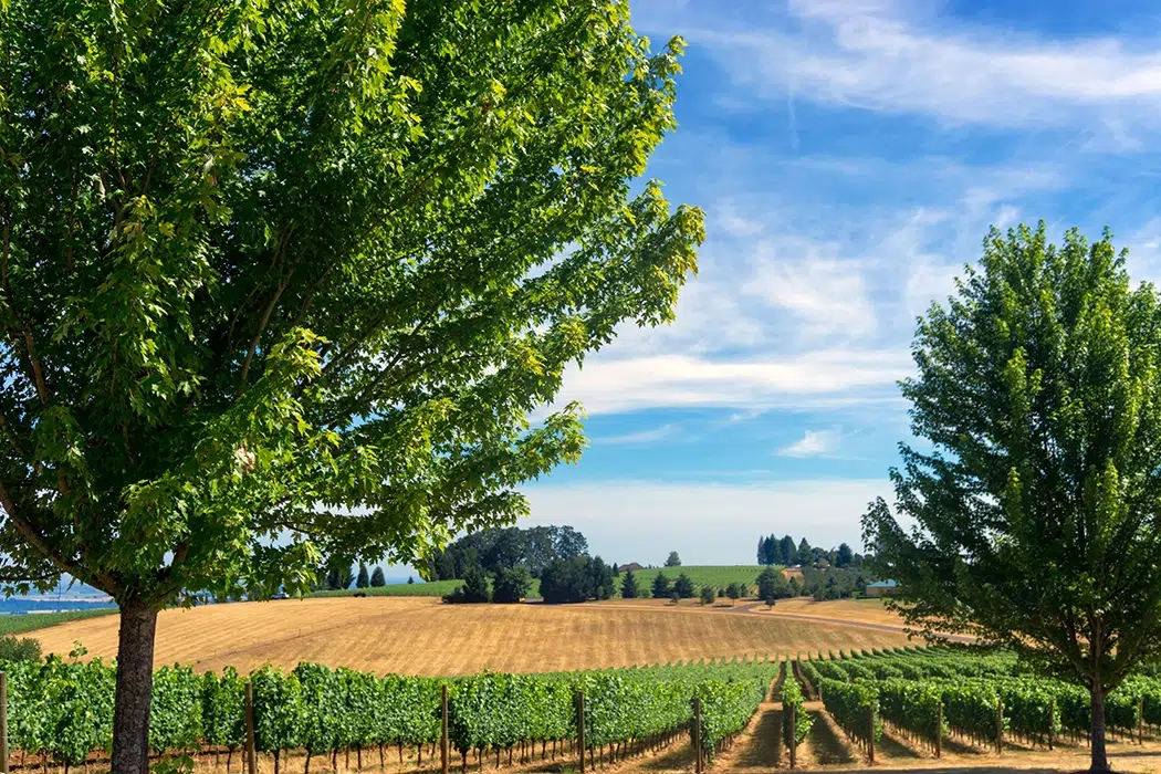 vineyard field in oregon