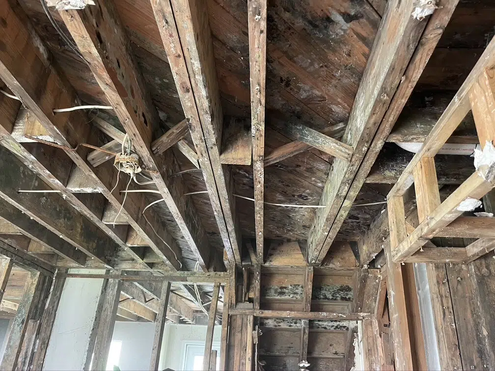 mold covering wood structure of house