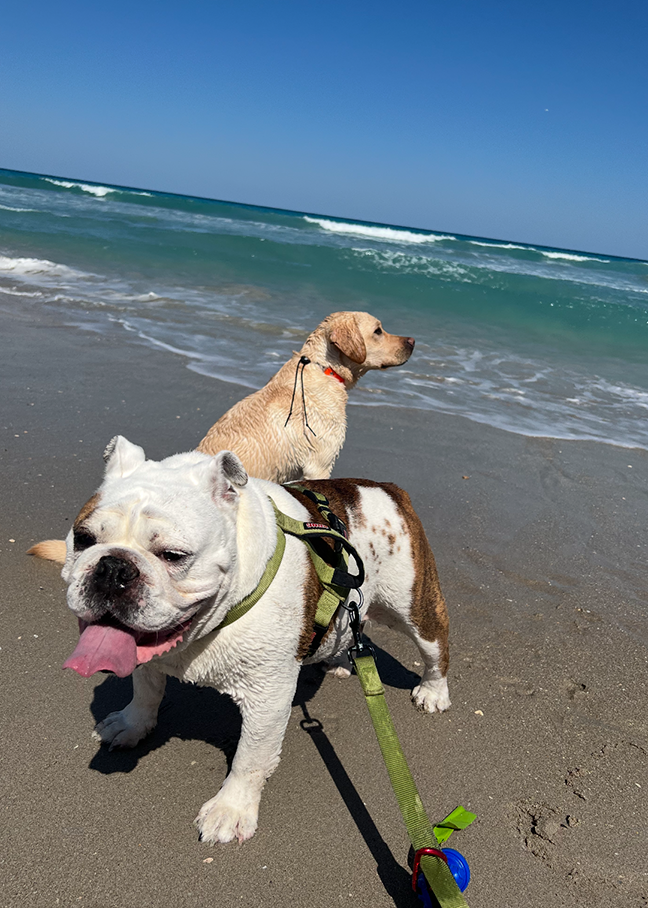 alexs two dogs at the beach